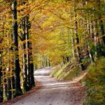Trends in Automotive Lighting Design: 11 x play login, India24bet, Skyfairs signup