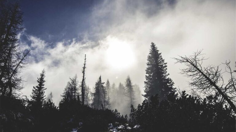 How Can Users Contact Cricbet99 Admin Team?